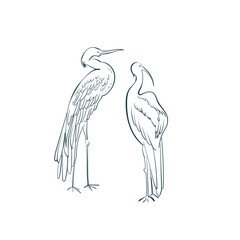 crane bird couple vector art line isolated design element ink