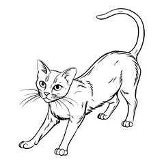 Obraz premium Stylized cat, feline illustration, black and white line art, pet portrait isolated on Transparent Background
