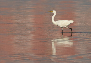 Western reef heron white morphed at mameer coast, Bahrain