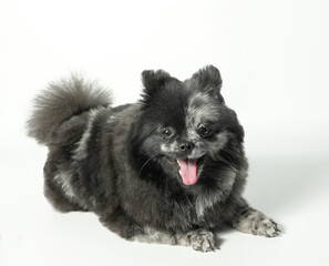 A beautifully groomed Spitz dog lies on a white background with its tongue hanging out