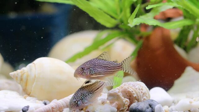 Two Corydoras catfish swim in a vibrant aquarium