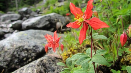 Sitka Columbine Flower Close-Up View