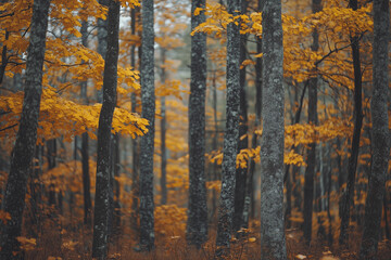Landscape view of autumn forest with yellow leaf, Garden forest, Public park with tree and yellow leaf fall.