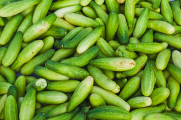 Fresh green cucumber