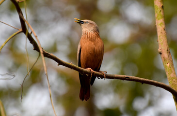Bird (Sturnia malabarica) with Open Beak on a Branch, Bird Perched on a Branch