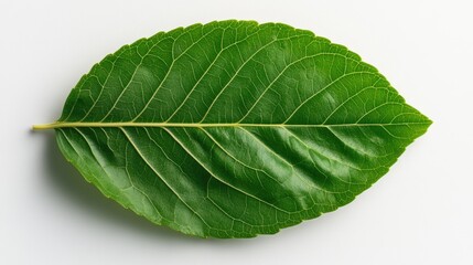 Obraz premium Leaf positioned on a clean white background emphasizing the delicate structure and pure aesthetic of the natural element