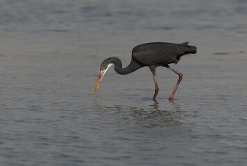 Western reef heron feeding at mameer creek, Bahrain