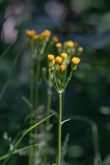 Senecio integerrimus on a spring day at Twin Lakes near Delta Junction, Alaska.