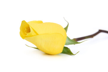 Bunch of rosy roses isolated on white