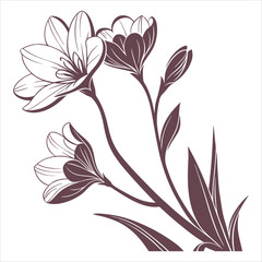 silhouette flower white background