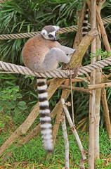 A Ring-tailed Lemur Relaxing in an Open Zoo