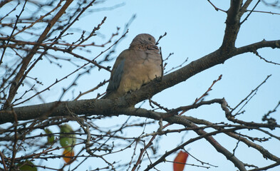 Two birds are sitting on a tree branch.