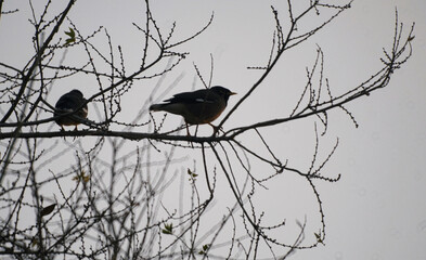 Two birds are sitting on a tree branch.