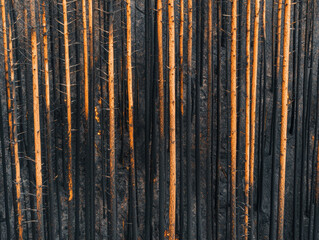 Fototapeta premium dense forest with half burned trees contrasts sharply with untouched areas