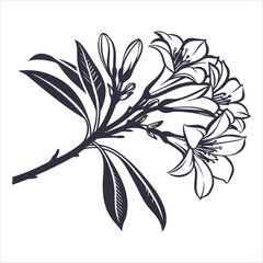 silhouette flower white background