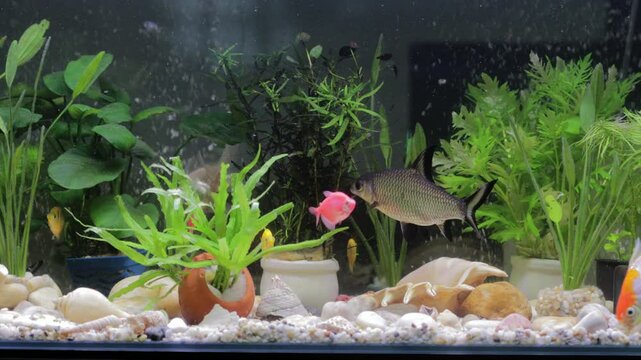 Colorful fish swim through a vibrant aquarium