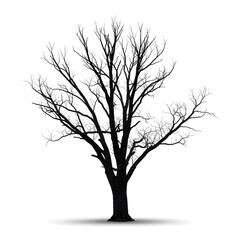 Bare tree silhouette isolated on white background. Perfect for nature, winter, minimalism, loneliness, and conceptual themes.