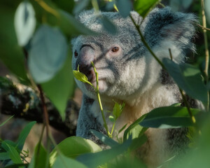 Closeup of a cute koala in a tree