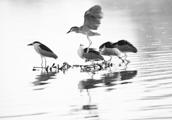 Black-crowned Night heron at Tubli bay of Bahrain