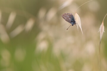 una farfalla licenide al tramonto