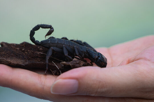 Alacran en la mano