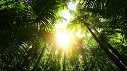 Naklejka premium Lush Green Tropical Rainforest Canopy with Bright Sunlight