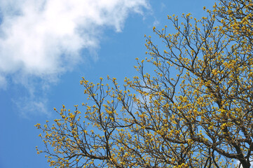 Spring chestnut  tree branches with young leaves on a background of blue sky. Spring awakening of...