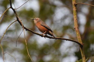 Wildlife Photography: Bird (Sturnia malabarica) on a Tree