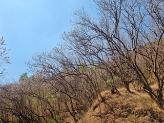 Fototapeta premium tree in the dry field autumn season