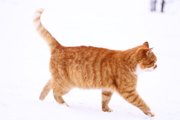 A curious orange cat walks through freshly fallen snow, looking around and sniffing the air.