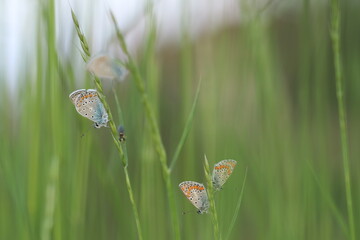 una farfalla licenide al tramonto