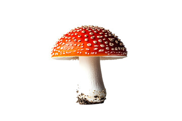 Obraz premium a quality stock photograph of a single red mushroom isolated on a white background