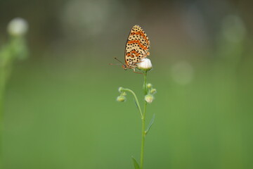 una farfalla melitaea al tramonto