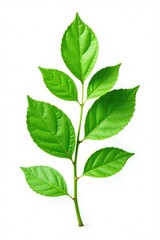 Leafy branch with delicate veins isolated on white background, green, branches