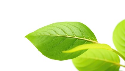 Obraz premium Single leaf, isolated on pure white background, nature, object