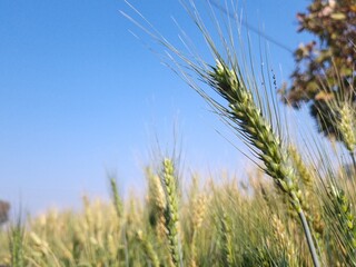 Obraz premium ears of wheat in the field