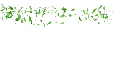 Forest Leaves Forest Vector White Background