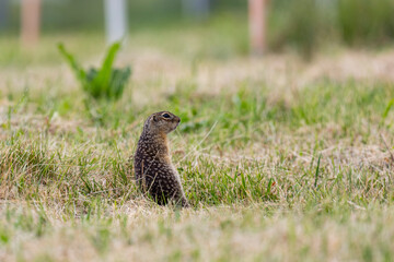 Gopher stands in the grass on a summer day close up