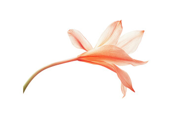 A single pink orchid with smooth, velvety petals and delicate lines, highlighting the flower's natural elegance. The soft background creates a perfect contrast to the sharp focus