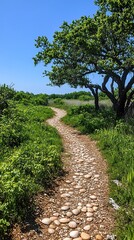 Fototapeta premium Trail Path Walk Green nature scenic path