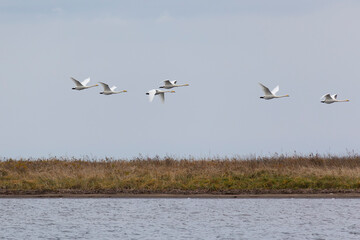 A flock of swans flies over the river