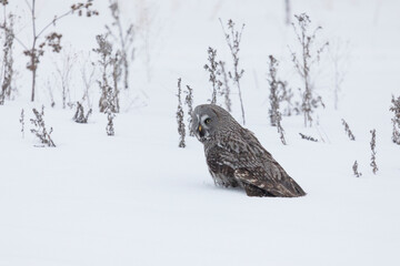 Great gray owl hunting a mouse on a winter day