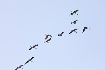 A flock of cranes against a cloudy sky