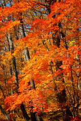Maples with bright red leaves in autumn, Primorye, Russia