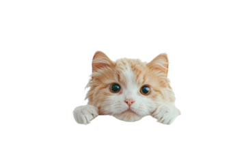 A small white dog with floppy ears and an orange cat with a sleek coat peeking over the top of a web banner, both looking directly at the camera.