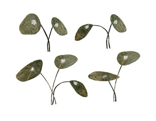 Watercolor hand drawn illustration of Chinese money plant leaves isolated sets on white background. Earthy green colors