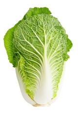 Isolated fresh napa cabbage