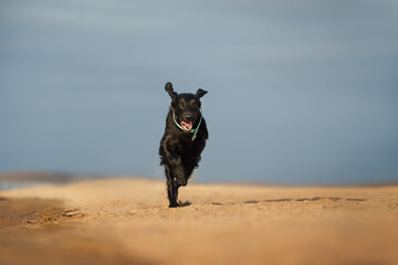 happy flat coated retriever dog running on sand at the beach on a sunny day