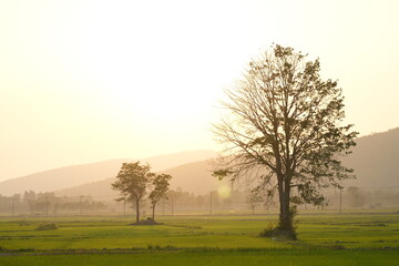 Lonely tree in the field with a clear sky and green grass
