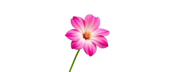 Fototapeta premium A single, vibrant bloom isolated against a pure white backdrop, floral design, summer